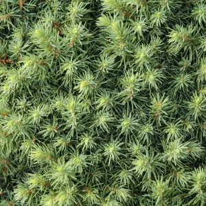 Dwarf Alberta Spruce Live Plant - Picea glauca 'Conica' - 4