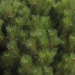 Dwarf Alberta Spruce Live Plant - Picea Glauca Conica - 6 inch Pot - Hardy Evergreen - Image 4