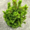 Dwarf Alberta Spruce Picea glauca 'Conica' Live Starter Plant 4+ Inches - Image 1
