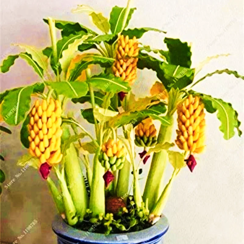 Dwarf Banana Bonsai Seeds - Rare Musa Species for Indoor/Outdoor Planting - Image 3