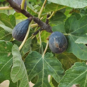 Dwarf Beer's Black Fig Tree Live Plant – Ficus carica 'Beer's Black' Starter Plug - Image 6