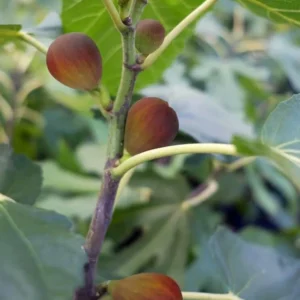 Dwarf Beer's Black Fig Tree Live Plant – Ficus carica 'Beer's Black' Starter Plug - Image 7