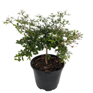 Dwarf Black Olive Tree Live Plant - Bucida spinosa - 4 inch Pot - Indoor/Outdoor - Image 1