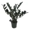 Dwarf Black ZZ Plant - Zamioculcas Zamicro - 4 inch Pot Live Houseplant - Image 1