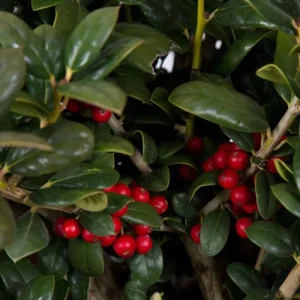 Dwarf Burford Holly Live Plant – Evergreen Shrub with Red Berries – 6-12