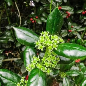 Dwarf Burford Holly Live Plant – Evergreen Shrub with Red Berries – 6-12