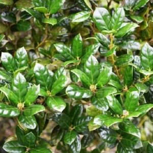 Dwarf Burford Holly Live Plant – Evergreen Shrub with Red Berries – 6-12