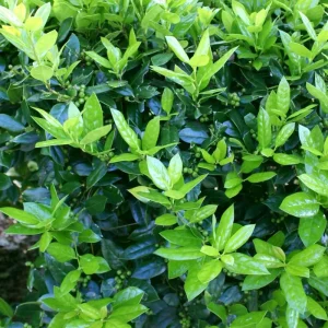 Dwarf Burford Holly Live Plant – Evergreen Shrub with Red Berries – 6-12
