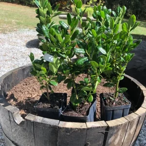 Dwarf Burford Holly Live Plant – Evergreen Shrub with Red Berries – 6-12