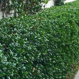 Dwarf Burford Holly Live Plant – Evergreen Shrub with Red Berries – 6-12