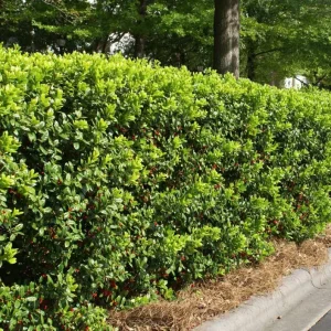 Dwarf Burford Holly Live Plant – Evergreen Shrub with Red Berries – 6-12