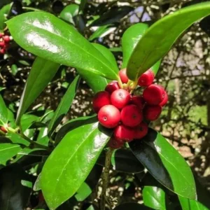 Dwarf Burford Holly Live Plant – Evergreen Shrub with Red Berries – 6-12