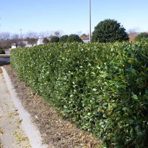 Dwarf Burford Holly Live Plant – Evergreen Shrub with Red Berries – 6-12