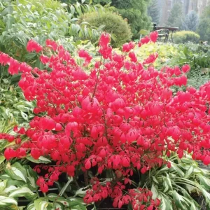 Dwarf Burning Bush Bare Root Plant – 6-12" Tall – Colorful Outdoor Shrub - Image 2