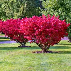 Dwarf Burning Bush Bare Root Plant – 6-12
