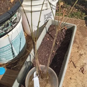 Dwarf Burning Bush Bare Root Plant – 6-12