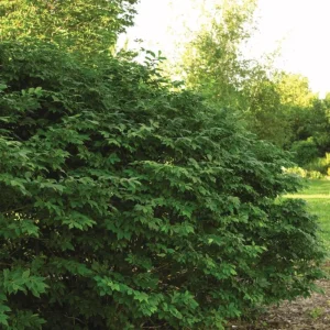 Dwarf Burning Bush Bare Root Plant – 6-12