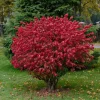 Dwarf Burning Bush Bare Root Plant – 6-12" Tall – Colorful Outdoor Shrub - Image 1