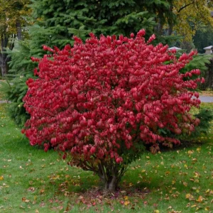 Dwarf Burning Bush Bare Root Plant – 6-12" Tall – Colorful Outdoor Shrub - Image 1
