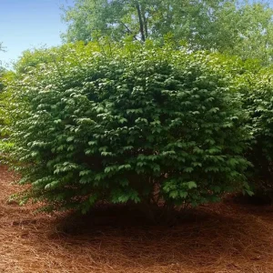 Dwarf Burning Bush Live Plant – 4-Inch Pot, 8-14