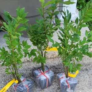 Dwarf Burning Bush Live Plant – 4-Inch Pot, 8-14