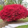 Dwarf Burning Bush Live Plant – 4-Inch Pot, 8-14" Tall Shrub – Outdoor Colorful Hedge Accent - Image 1