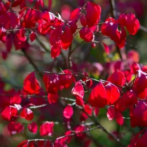 Dwarf Burning Bush Live Plant – 6-12 inch Tall – Brilliant Red Fall Foliage Shrub - Image 2