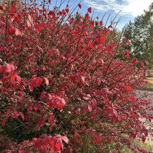 Dwarf Burning Bush Live Plant – 6-12 inch Tall – Brilliant Red Fall Foliage Shrub - Image 3