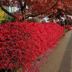 Dwarf Burning Bush Live Plant – 6-12 inch Tall – Brilliant Red Fall Foliage Shrub - Image 4
