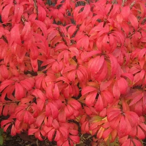 Dwarf Burning Bush Live Plant – 6-12 inch Tall – Brilliant Red Fall Foliage Shrub - Image 5