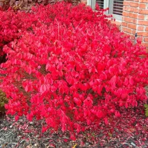 Dwarf Burning Bush Live Plant – 6-12 inch Tall – Brilliant Red Fall Foliage Shrub - Image 6