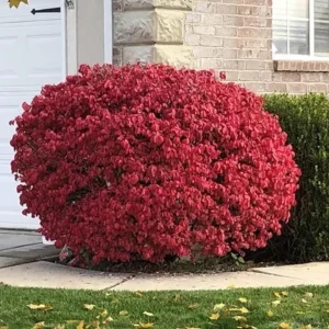 Dwarf Burning Bush Live Plant – 6-12 inch Tall – Brilliant Red Fall Foliage Shrub - Image 7