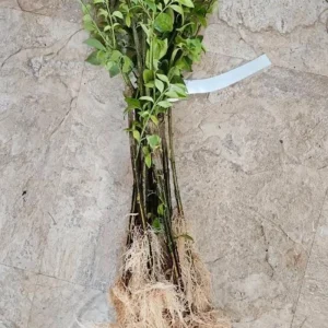 Dwarf Burning Bush Live Plant – 6-12 inch Tall – Brilliant Red Fall Foliage Shrub - Image 8