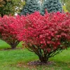 Dwarf Burning Bush Live Plant – 6-12 inch Tall – Brilliant Red Fall Foliage Shrub - Image 1