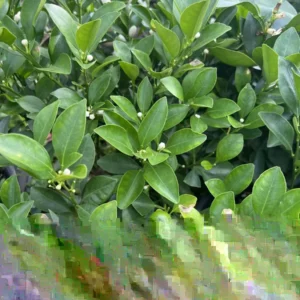 Dwarf Calamondin Sour Orange Tree Live Plant - Calamansi Citrus 2-3 ft Tall - Image 3