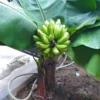 Dwarf Cavendish Banana Live Plant - 4-10" Tall Tropical Fruit Tree - Image 1