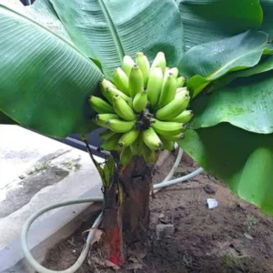 Dwarf Cavendish Banana Live Plant - 4-10