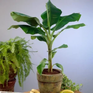Dwarf Cavendish Banana Live Plant - 4-10