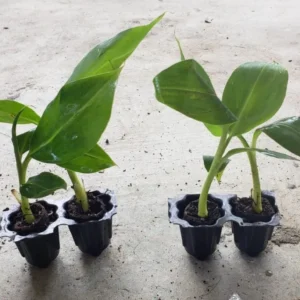 Dwarf Cavendish Banana Live Plant - 4-10