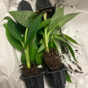 Dwarf Cavendish Banana Live Plant - 4-10