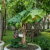 Dwarf Cavendish Banana Live Plant – Tropical Fruit Tree – 4-10" Tall Starter - Image 1