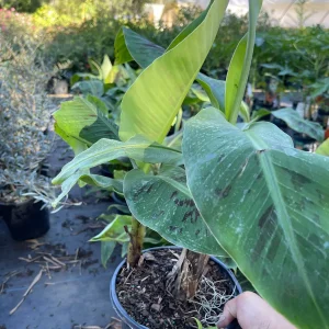 Dwarf Cavendish Banana Tree Live Plant - 2-3 Feet Tall Tropical Fruit - Image 2