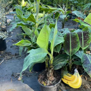 Dwarf Cavendish Banana Tree Live Plant - 2-3 Feet Tall Tropical Fruit - Image 3