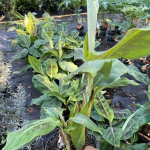 Dwarf Cavendish Banana Tree Live Plant - 2-3 Feet Tall Tropical Fruit - Image 1