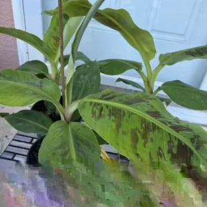 Dwarf Cavendish Banana Tree Live Plant 2-3 ft Tall - Indoor/Outdoor Fruit Tree - Image 5