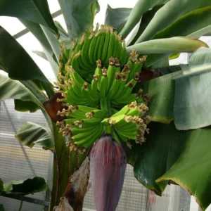 Dwarf Cavendish Banana Tree Live Plant 2-3 ft Tall - Indoor/Outdoor Fruit Tree - Image 6