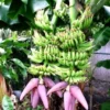 Dwarf Cavendish Banana Tree Live Plant - Indoor & Outdoor Fruit Tree, Musa, 1 Count - Image 1
