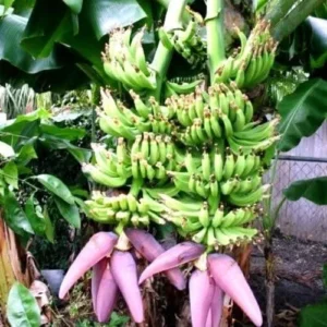 Dwarf Cavendish Banana Tree Live Plant - Indoor & Outdoor Fruit Tree, Musa, 1 Count - Image 1