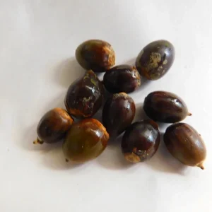 Dwarf Chinkapin Oak Tree Seedling - Quercus prinoides - 6