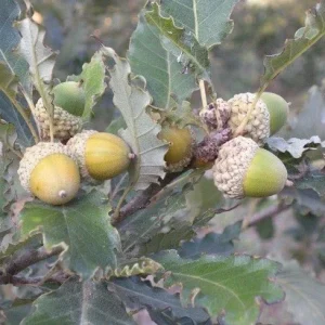 Dwarf Chinkapin Oak Tree Seedling - Quercus prinoides - 6